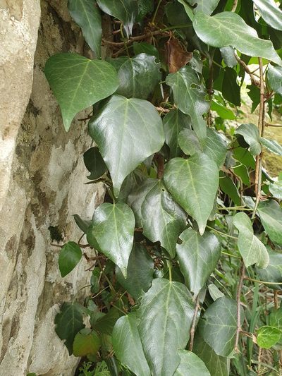 Hedera algeriensis, photographed by Mehdi Chetibi