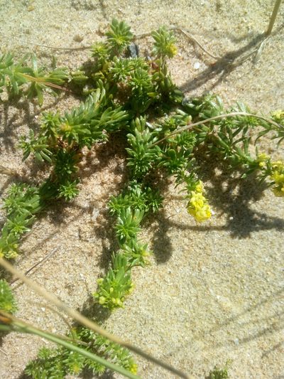 Galium arenarium, photographed by Crap Fou