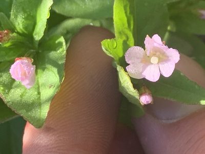Epilobium hornemannii, photographed by Spencer Quayle