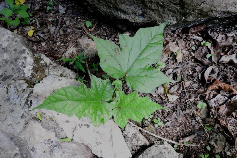 Dorstenia contrajerva, photographed by Sebastián de Jesús Herrera Buenfil
