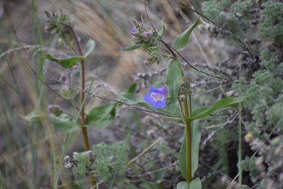 Penstemon gormanii, photographed by Syd Cannings