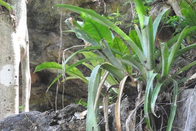 Aechmea bracteata, photographed by Sebastián de Jesús Herrera Buenfil