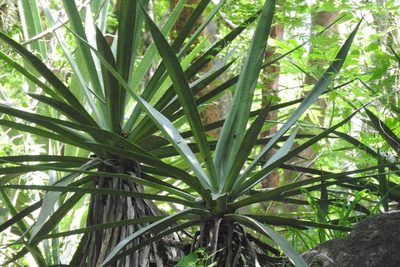 Agave angustifolia, photographed by Sebastián de Jesús Herrera Buenfil