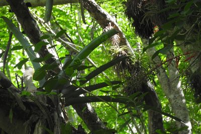 Aechmea bracteata, photographed by Sebastián de Jesús Herrera Buenfil