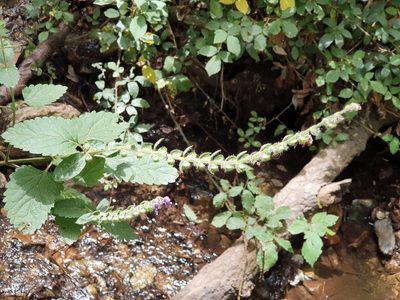 Scutellaria columnae, photographed by Mehdi Chetibi