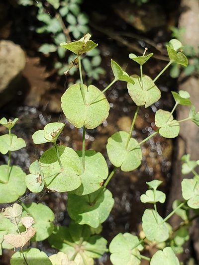 Euphorbia durandoi, photographed by Mehdi Chetibi