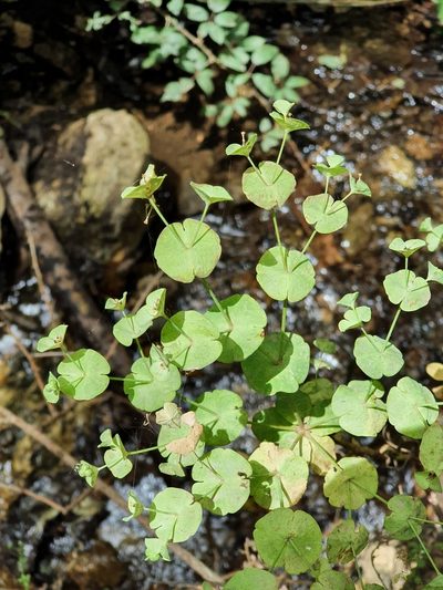 Euphorbia durandoi, photographed by Mehdi Chetibi