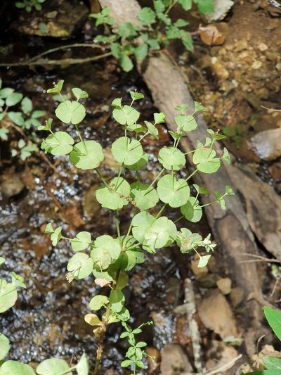 Euphorbia durandoi, photographed by Mehdi Chetibi