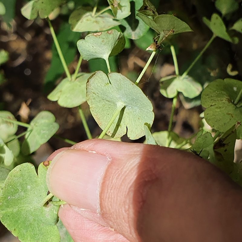 Euphorbia durandoi, photographed by Mehdi Chetibi