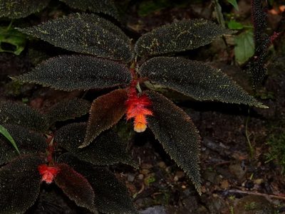 Begonia lehmannii, photographed by desertnaturalist