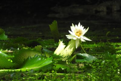 Nymphaea ampla, photographed by Sebastián de Jesús Herrera Buenfil