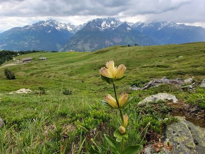 Gentiana punctata, photographed by Elias