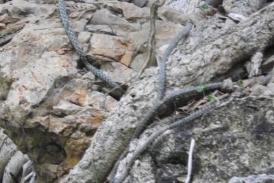Selenicereus grandiflorus, photographed by Sebastián de Jesús Herrera Buenfil