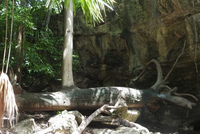 Ceiba pentandra, photographed by Sebastián de Jesús Herrera Buenfil