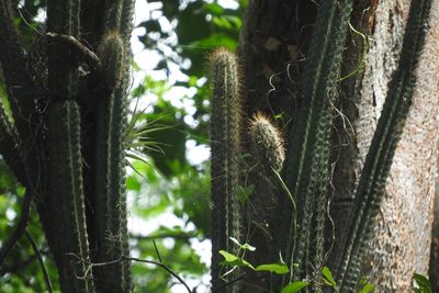 Pilosocereus gaumeri, photographed by Sebastián de Jesús Herrera Buenfil