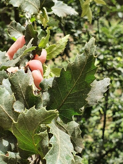 Quercus afares, photographed by Mehdi Chetibi