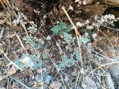 Argyrochosma limitanea, photographed by kweitemier