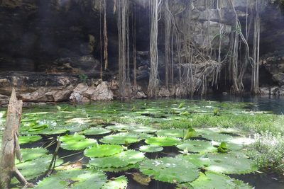 Nymphaea ampla, photographed by Sebastián de Jesús Herrera Buenfil