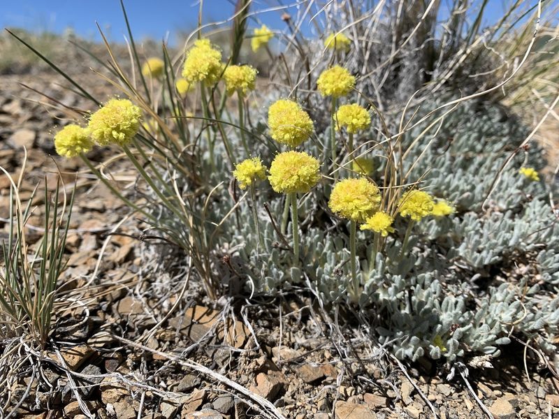Eriogonum desertorum, photographed by william_hoyer
