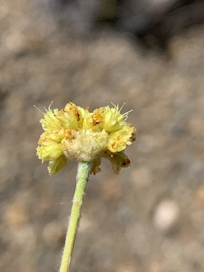 Eriogonum desertorum, photographed by william_hoyer