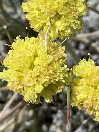 Eriogonum desertorum, photographed by william_hoyer
