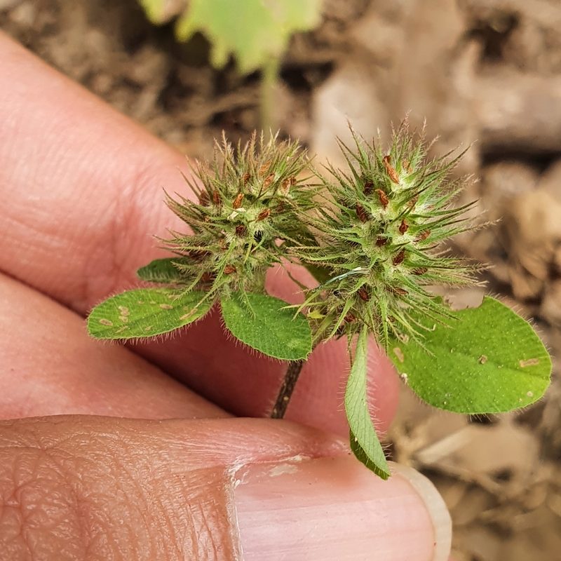 Trifolium lappaceum, photographed by Mehdi Chetibi
