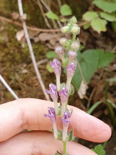 Scutellaria columnae, photographed by Mehdi Chetibi