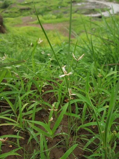 Fimbristylis lawiana, photographed by S.MORE