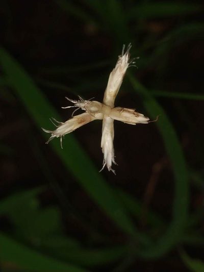 Fimbristylis lawiana, photographed by S.MORE