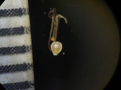 Fimbristylis lawiana, photographed by S.MORE