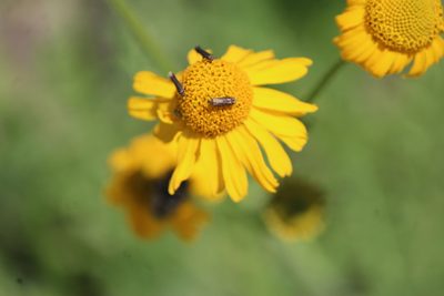 Hybridella globosa, photographed by José Belem Hernández Díaz