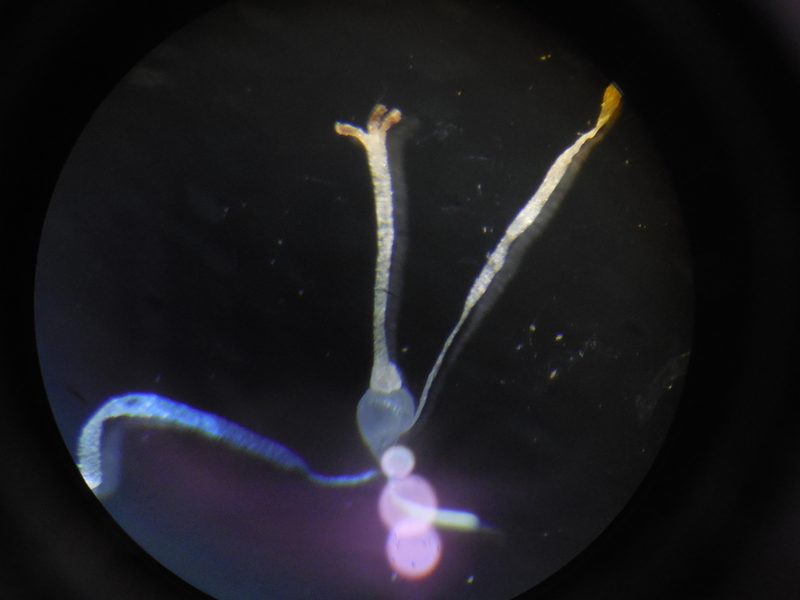 Fimbristylis lawiana, photographed by S.MORE