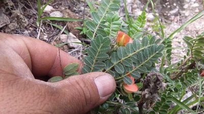 Brongniartia oligosperma, photographed by Eugenio Padilla