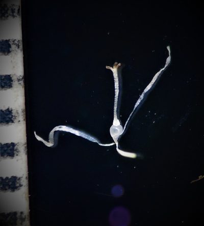 Fimbristylis lawiana, photographed by S.MORE