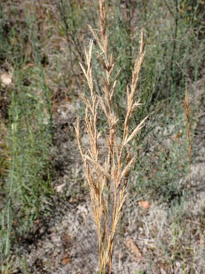 Helictochloa bromoides, photographed by David Delon