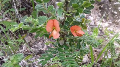 Brongniartia oligosperma, photographed by Eugenio Padilla