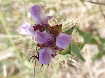 Prunella hyssopifolia, photographed by David Delon