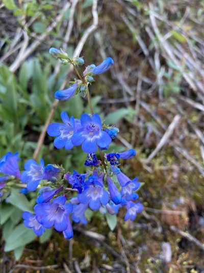 Penstemon albertinus, photographed by Caleb Catto