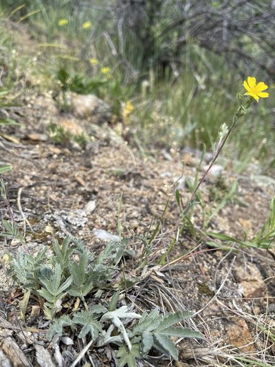 Potentilla effusa, photographed by Christine Laney
