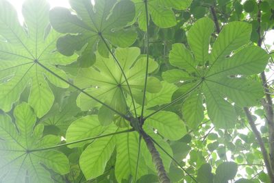 Cecropia peltata, photographed by Sebastián de Jesús Herrera Buenfil