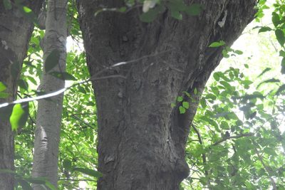Brosimum alicastrum, photographed by Sebastián de Jesús Herrera Buenfil