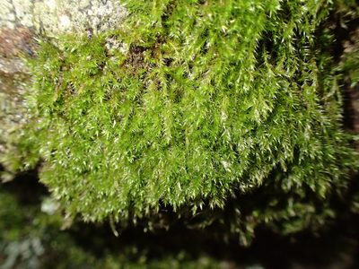 Hypnum resupinatum, photographed by George Greiff