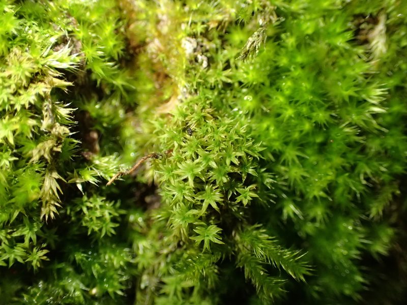 Zygodon viridissimus, photographed by George Greiff