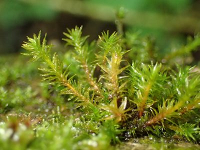 Pulvigera lyellii, photographed by George Greiff