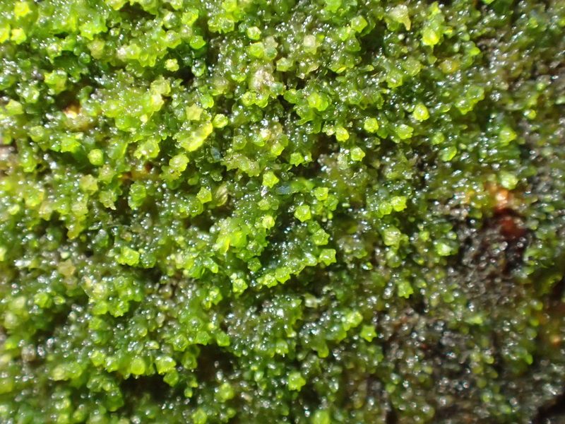 Myriocoleopsis minutissima, photographed by George Greiff