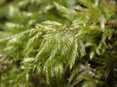 Pseudisothecium myosuroides, photographed by George Greiff