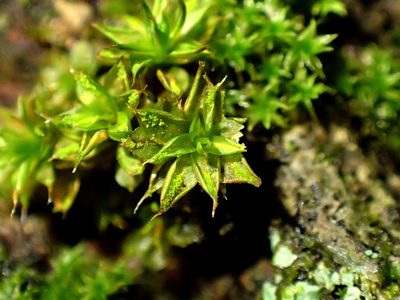 Syntrichia papillosa, photographed by George Greiff