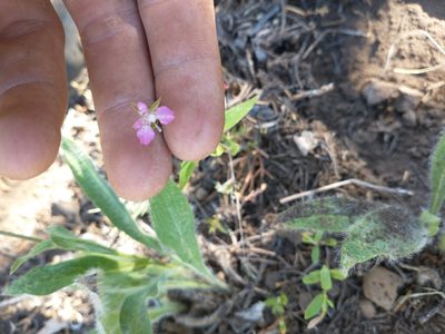 Clarkia rhomboidea, photographed by Drew Meyer