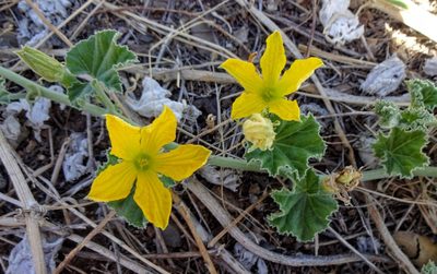 Apodanthera undulata, photographed by Andrew Tree