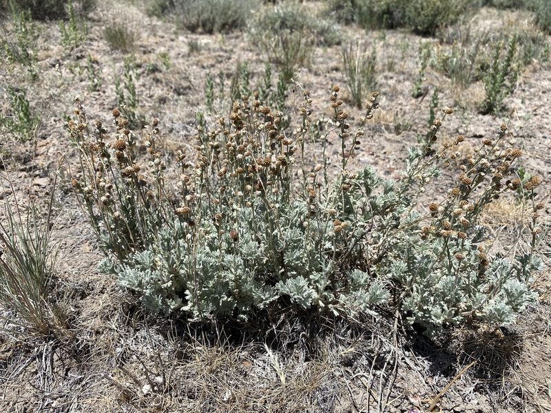 Artemisia papposa, photographed by Matt Berger